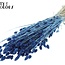 Phalaris séchée | Couleur : Bleu Perle | Herbe à canaris Fleurs séchées | Longueur ± 60 centimètres | Poids 220 grammes | Par bouquet