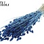 Phalaris séchée | Couleur : Bleu Perle | Herbe à canaris Fleurs séchées | Longueur ± 60 centimètres | Poids 220 grammes | Par bouquet