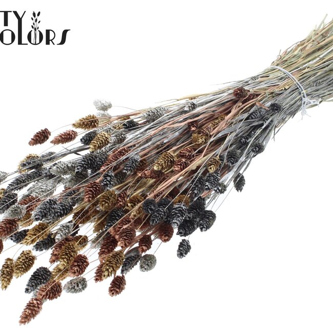 Getrocknete Phalaris | Metallic Marmor Mix | Farbe: Gemischte Farben | Kanariengras Trockenblumen | Länge ± 60 Zentimeter | Gewicht 220 Gramm | Pro Bund