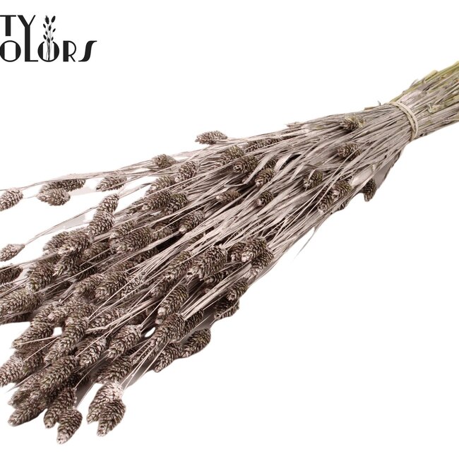 Phalaris séchée | Couleur : Champagne | Herbe des Canaries Fleurs séchées | Longueur ± 60 centimètres | Poids 220 grammes | Par bouquet