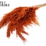 Plumes de Pampas Séchées | Couleur : Orange | Fleurs Séchées Pampas | Longueur ± 100 centimètres | 5 plumes par bouquet | Par bouquet