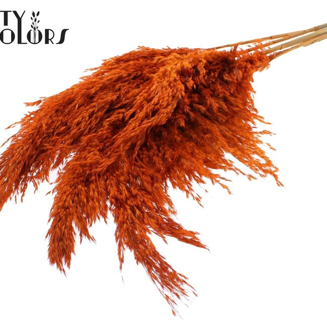 Gedroogde Pampas Pluimen | Kleur: Oranje | Pampas Droogbloemen | Lengte ± 100 centimeter | 5 pluimen per bos | Per bos