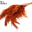 Gedroogde Pampas Pluimen | Kleur: Oranje | Pampas Droogbloemen | Lengte ± 100 centimeter | 5 pluimen per bos | Per bos