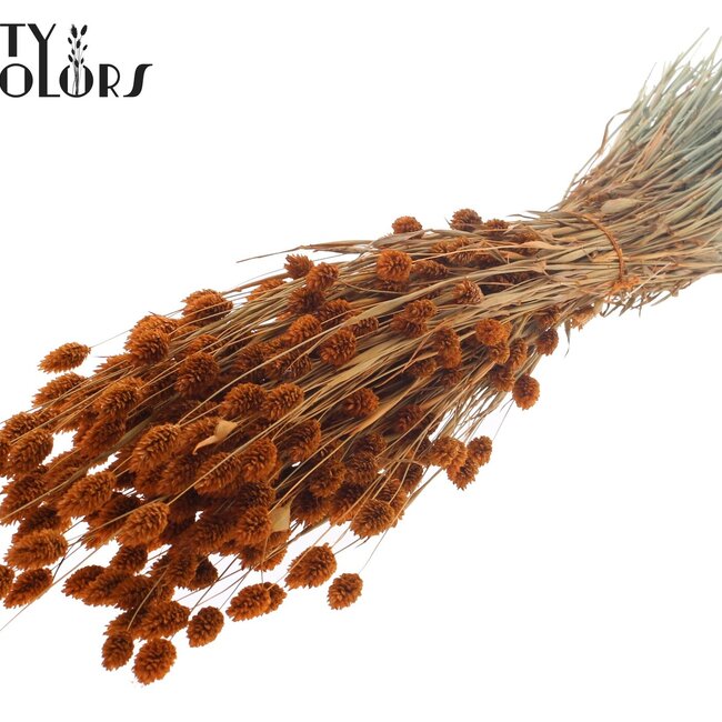 Gedroogde Phalaris | Kleur: Terracotta | Kanariegras Droogbloemen | Lengte ± 60 centimeter | Gewicht 220 gram | Per bos