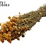 Dried Lona | Colour: Natural Yellow Orange | Lonas Annua Dried Flowers | Length ± 50 centimetres | Per bunch