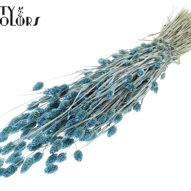 Getrocknete Phalaris | Farbe: Pearl Hellblau | Kanariengras Trockenblumen | Länge ± 60 Zentimeter | Gewicht 220 Gramm | Pro Bund