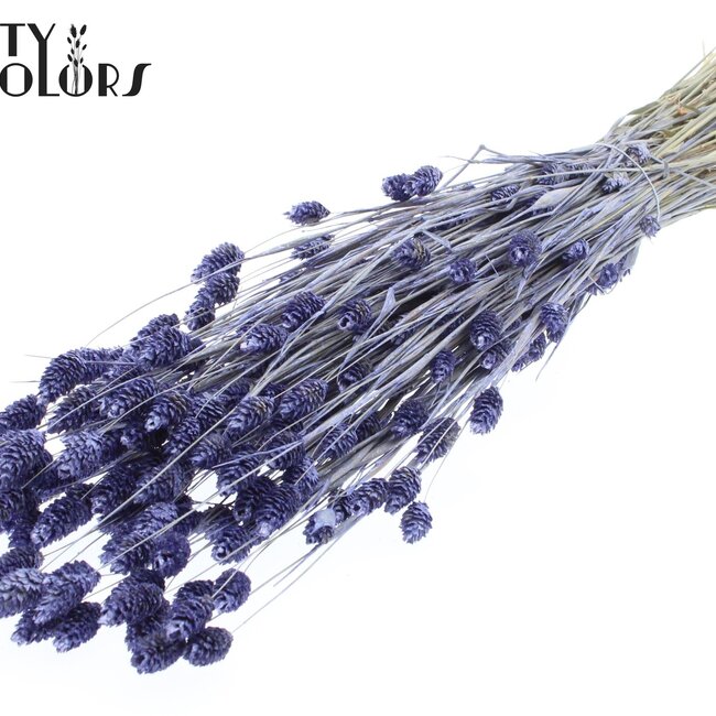 Dried Phalaris | Colour: Pearl Milk Purple | Canary Grass Dried Flowers | Length ± 60 centimetres | Weight 220 grams | Per bunch