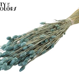 QC Gedroogde Phalaris | Kleur: Frosted Lichtblauw | Kanariegras Droogbloemen | Lengte ± 60 centimeter | Gewicht 220 gram | Per bos