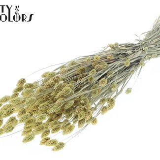 QC Phalaris séchée | Couleur : Jaune clair givré | Herbe canari Fleurs séchées | Longueur ± 60 centimètres | Poids 220 grammes | Par bouquet