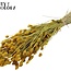 Dried Phalaris | Colour: Yellow | Canary Grass Dried Flowers | Length ± 60 centimetres | Weight 220 grams | Per bunch