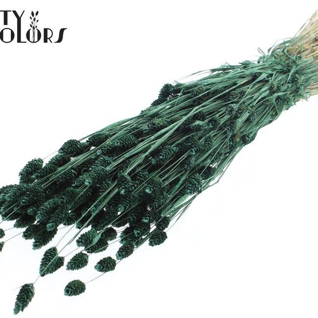 Phalaris séchée | Couleur : Vert Perle | Herbe à canaris Fleurs séchées | Longueur ± 60 centimètres | Poids 220 grammes | Par bouquet