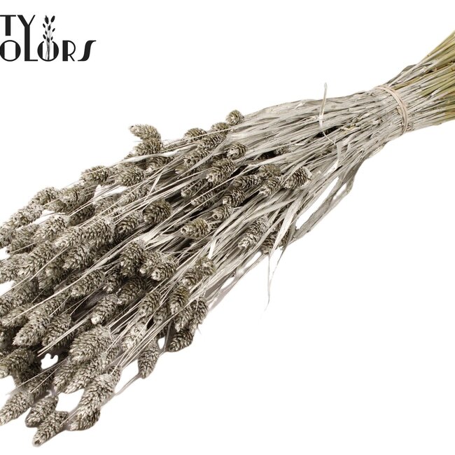 Gedroogde Phalaris | Kleur: Platinakleurig | Kanariegras Droogbloemen | Lengte ± 60 centimeter | Gewicht 220 gram | Per bos