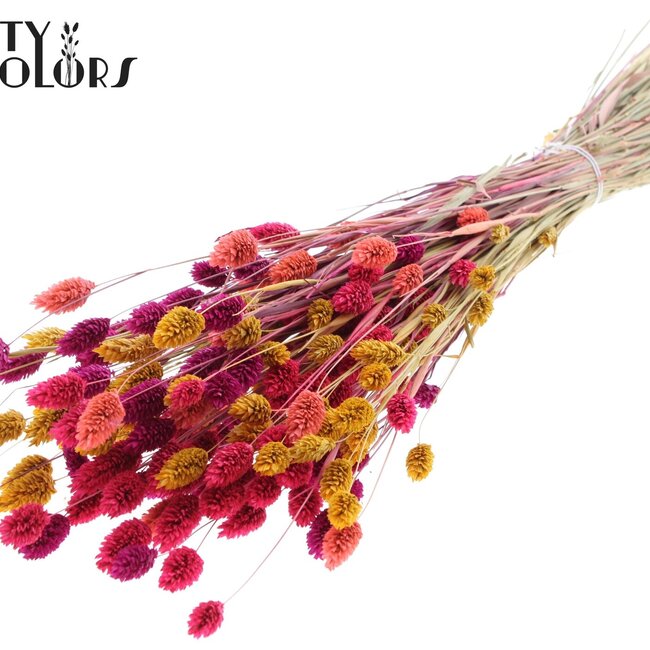 Phalaris séchée | Coloré 10 | Couleur : Couleurs mélangées | Herbe des Canaries Fleurs séchées | Longueur ± 60 centimètres | Poids 220 grammes | Par bouquet
