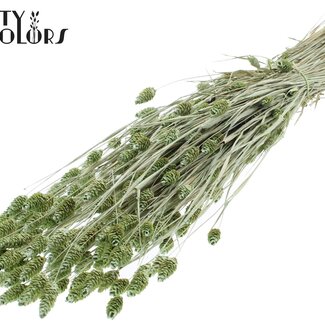 QC Gedroogde Phalaris | Kleur: Pearl Mintgroen | Kanariegras Droogbloemen | Lengte ± 60 centimeter | Gewicht 220 gram | Per bos