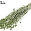 Dried Phalaris | Colour: Pearl Mint Green | Canary Grass Dried Flowers | Length ± 60 centimetres | Weight 220 grams | Per bunch