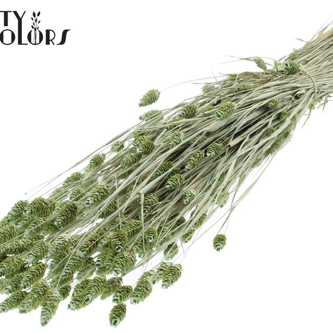 Dried Phalaris | Colour: Pearl Mint Green | Canary Grass Dried Flowers | Length ± 60 centimetres | Weight 220 grams | Per bunch
