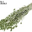Dried Phalaris | Colour: Pearl Mint Green | Canary Grass Dried Flowers | Length ± 60 centimetres | Weight 220 grams | Per bunch