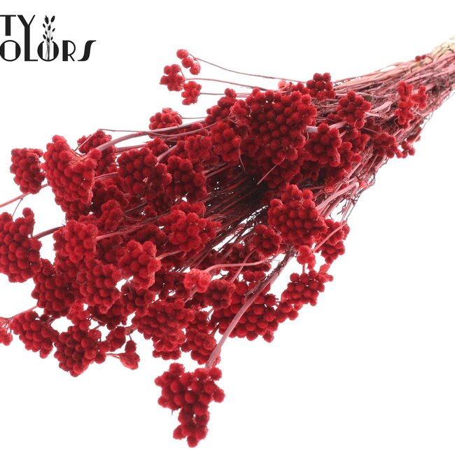 Getrocknete Lona | Farbe: Rot | Lonas Annua Trockenblumen | Länge ± 50 Zentimeter | Pro Bund