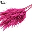 Dried Pampas Plumes | Colour: Frosted Cherry Colour | Pampas Dried Flowers | Length ± 100 centimetres | 5 plumes per bunch | Per bunch