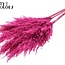 Dried Pampas Plumes | Colour: Frosted Cherry Colour | Pampas Dried Flowers | Length ± 100 centimetres | 5 plumes per bunch | Per bunch