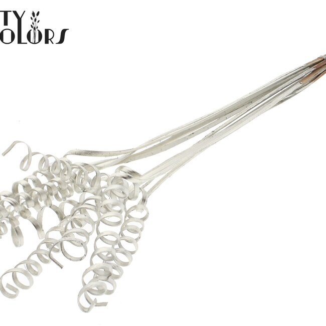 Palm Spirale sur tige | Couleur : Platine | Tuteur à ressort en canne | Longueur du tuteur ± 50 centimètres | Par 10 tuteurs
