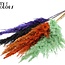 Gedroogde Pampas Pluimen | Halloween Mix | Kleur: Gemengde Kleuren | Pampas Droogbloemen | Lengte ± 100 centimeter | 5 pluimen per bos | Per bos