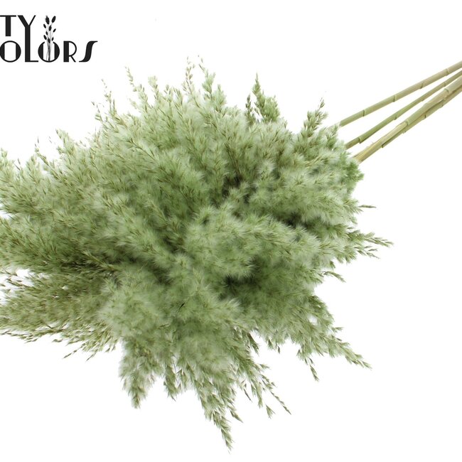 Plumes de Pampas Séchées | Couleur : Vert clair | Fleurs séchées de Pampas | Longueur ± 100 centimètres | 5 plumes par bouquet | Par bouquet