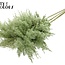 Dried Pampas Plumes | Colour: Light Green | Pampas Dried Flowers | Length ± 100 centimetres | 5 plumes per bunch | Per bunch