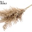 Dried Pampas Plumes | Colour: Natural White Brown | Pampas Dried Flowers | Length ± 100 centimetres | 5 plumes per bunch | Per bunch