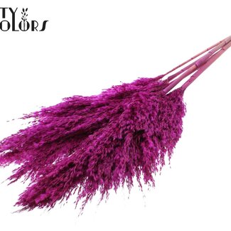 QC Getrocknete Pampasgräser | Farbe: Lila | Pampas Trockenblumen | Länge ± 100 Zentimeter | 5 Gräser pro Bund | Pro Bund