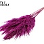 Getrocknete Pampasgräser | Farbe: Fliederfarben | Pampas Trockenblumen | Länge ± 100 Zentimeter | 5 Gräser pro Bund | Pro Bund