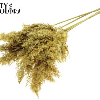 QC Gedroogde Pampas Pluimen | Kleur: Geel | Pampas Droogbloemen | Lengte ± 100 centimeter | 5 pluimen per bos | Per bos