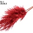 Dried Pampas Plumes | Colour: Red | Pampas Dried Flowers | Length ± 100 centimetres | 5 plumes per bunch | Per bunch