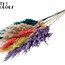 Plumes de Pampas Séchées | Coloré 5 | Couleur : Couleurs Mixtes | Fleurs Séchées de Pampas | Longueur ± 100 centimètres | 5 plumes par bouquet | Par bouquet