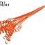 Palm Spirale sur tige | Couleur : Orange | Cane Spring Piquet | Longueur du piquet ± 50 centimètres | Par 10 piquets
