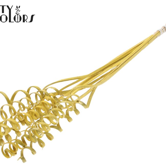 Palmspirale auf Stiel | Farbe: Gelb Metallic | Cane Spring Einstecker | Länge Einstecker ± 50 Zentimeter | Pro 10 Einstecker