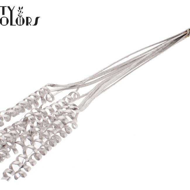 Palm Spiral on stem | Colour: Champagne | Cane Spring Plant Stake | Stake length ± 50 centimetres | Per 10 stakes