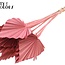 Palmier Séché en Lance | Couleur : Corail | Feuilles de palmier en forme de lance | Longueur ± 50 centimètres | Par 10 branches