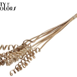 QC Palm Spiral on Stem | Colour: Natural Brown | Cane Spring Stick | Stick Length ± 50 centimetres | Per 10 sticks