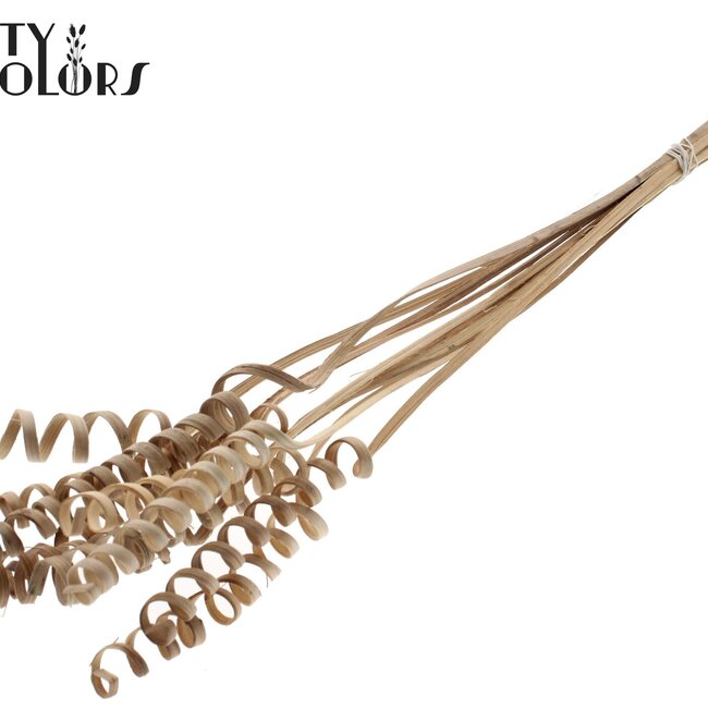 Spirale de Palmier sur tige | Couleur : Brun Naturel | Cane Spring Piquet | Longueur du piquet ± 50 centimètres | Par 10 piquets