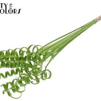 QC Palm Spiraal op steel | Kleur: Lichtgroen | Cane Spring Bijsteker | Lengte bijsteker ± 50 centimeter | Per 10 bijstekers