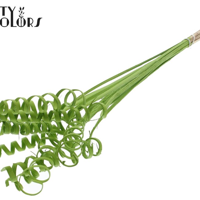 Palmspirale auf Stiel | Farbe: Hellgrün | Cane Spring Einstecker | Länge Einstecker ± 50 Zentimeter | Pro 10 Einstecker