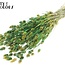 Gedroogde Phalaris | Kleur: Meerkleurig Groen | Kanariegras Droogbloemen | Lengte ± 60 centimeter | Gewicht 220 gram | Per bos