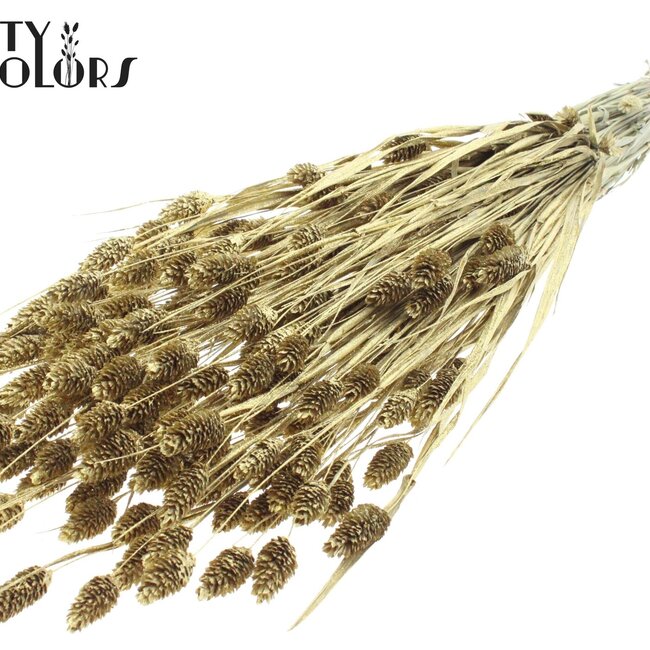 Gedroogde Phalaris | Kleur: Goudkleurig met Glitter | Kanariegras Droogbloemen | Lengte ± 60 centimeter | Gewicht 220 gram | Per bos