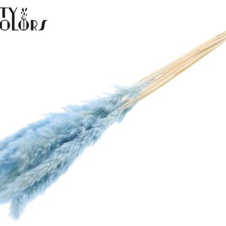 QC Dried Fluffy Pampas | Colour: Intense Light Blue | Pampas Dried Flowers | Length ± 70 centimetres | 10 plumes per bunch | Per bunch