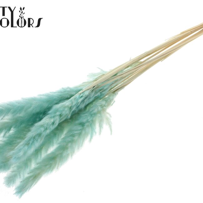 Dried Fluffy Pampas | Colour: Intense Turquoise | Pampas Dried Flowers | Length ± 70 centimetres | 10 plumes per bunch | Per bunch