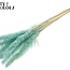 Pampas Fluffy Séchées | Couleur : Turquoise Intense | Fleurs Séchées Pampas | Longueur ± 70 centimètres | 10 plumeaux par bouquet | Par bouquet