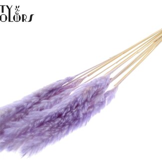 QC Dried Fluffy Pampas | Colour: Intense Milka Purple | Pampas Dried Flowers | Length ± 70 centimetres | 10 plumes per bunch | Per bunch