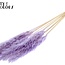 Dried Fluffy Pampas | Colour: Intense Milka Purple | Pampas Dried Flowers | Length ± 70 centimetres | 10 plumes per bunch | Per bunch