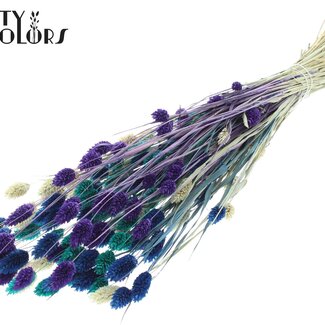 QC Gedroogde Phalaris | Scandinavische Mix | Kleur: Gemengde Kleuren | Kanariegras Droogbloemen | Lengte ± 60 centimeter | Gewicht 220 gram | Per bos